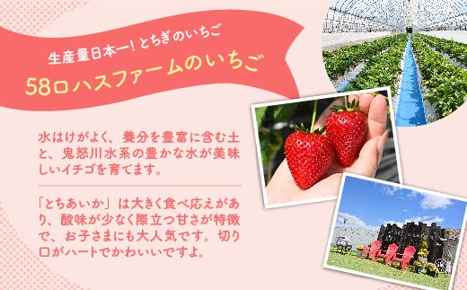 いちご 甘さ際立つ新品種 『とちあいか』 大粒 8～12粒×2パック 先行予約 58ロハスファーム【58ロハスクラブ】 ※2026年1月中旬～5月中旬頃に順次発送予定