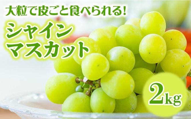 【2025年7月〜発送】【２回定期便】南島原産！ぶどう食べ比べ・旬のぶどう（ブラックビート・巨峰・ピオーネのいずれか）・シャインマスカット / 南島原市 / ながいけ[SCH062]