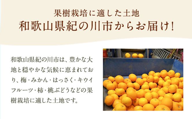 八朔 約5kg M～2L ｍ＆ｎ果実園《2025年1月下旬-3月中旬頃出荷》和歌山県 紀の川市 果物 はっさく フルーツ 柑橘類 送料無料---wsk_mnk3_1g3c_24_8000_5kg---