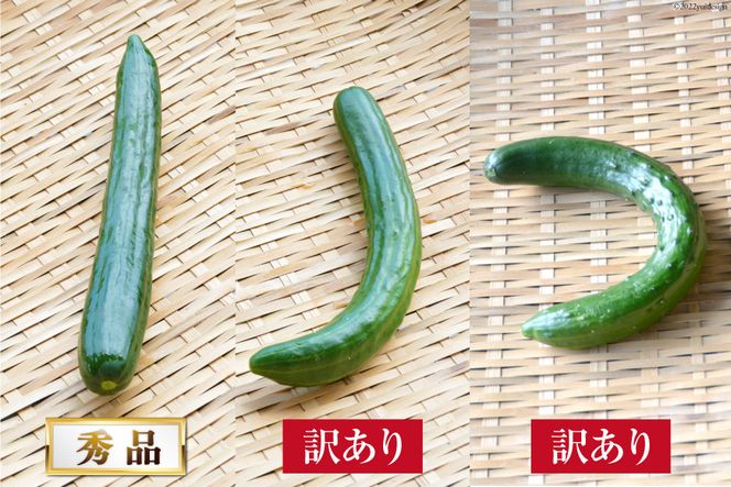 AG064【令和8年度出荷分】【訳あり】新鮮 朝採りきゅうり 2kg以上 [ きゅうり 野菜 サラダ 漬物 酢の物 長崎県 島原市 ]