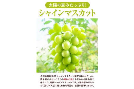 【2025年先行予約】シャインマスカット晴王 はれおう 4房(1房480g以上) 約2kg 株式会社山博(中本青果)《2025年8月下旬-10月中旬頃出荷》岡山県 浅口市 シャインマスカット 晴王 ぶどう マスカット 大粒 フルーツ 秀品 旬 果物 贈り物 ギフト 国産 岡山県産 送料無料---124_c251_8g10c_23_46000_2kg---