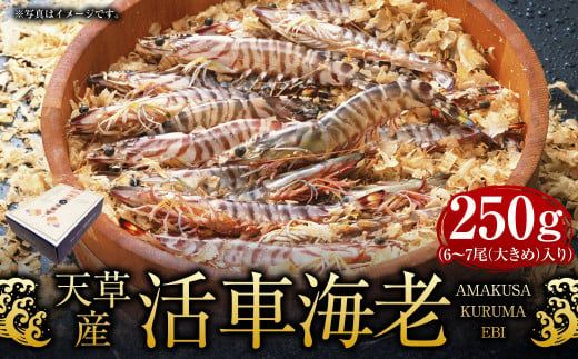 [指定日必須]天草産 活車海老 250g[発送期間2025年11月25日から2026年3月31日]ご入金後から14日以降かつ配送期間内にて、寄付フォームの応援メッセージ欄に必ず配送希望日を記載ください