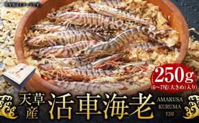 【指定日必須】天草産 活車海老 250g【発送期間2025年11月25日から2026年3月31日】ご入金後から14日以降かつ配送期間内にて、寄付フォームの応援メッセージ欄に必ず配送希望日を記載ください