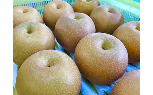 【早期予約】魚津：林秋男果樹園の完熟梨「豊水」5のkg｜フルーツ なし 富山県魚津市　※2026年9月～発送