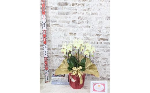 C008 ☆金賞受賞☆超希少！イエロー胡蝶蘭’日の出’小 ミディサイズ（3本立）