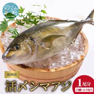 延岡産活〆鮮魚　職人技の脱血鮮魚　シマアジ　N019-YZB419　請関水産