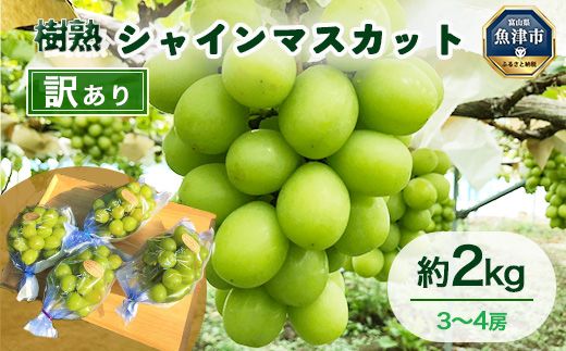 【早期予約】訳あり シャインマスカット 約2kg 樹熟 3～4房｜富山県産 マスカット ぶどう ブドウ 葡萄　※北海道・沖縄・離島への配送不可　※2024年10月上旬～12月下旬頃に順次発送予定