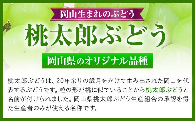 【先行予約】 岡山県産 桃太郎ぶどう 2房 (480g以上) 無加温栽培【配送不可地域あり】 《9月上旬-10月下旬頃出荷》 岡山県 矢掛町 ぶどう 葡萄 果物---osy_chbf7_ak9_26_23000_2---