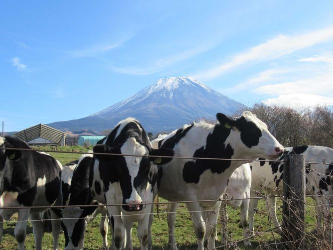 【定期便】富士山プレミアム牛乳1リットルパック（3本セット×4回） FAT003