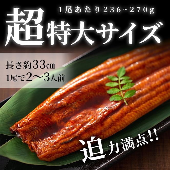 【数量限定】鹿児島県産うなぎ蒲焼 名水慈鰻 超特大サイズ２尾(1尾あたり236~270g)＜計約500g＞ a8-059