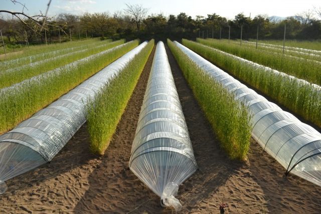 【先行予約／数量限定30】プレミアムメロン（新芳露・黄美香）セット（2026年7月下旬～発送）　DE00157