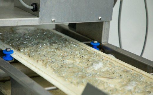 498.釜揚げしらす1kg（250g×４パック）(A498-1)