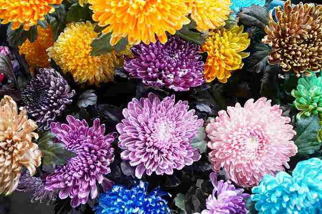 【おしゃれな染花】シックな色合いのカラーリングマムの花束 H092-056