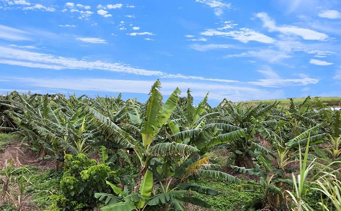 希少栽培種のばなな！ぐしちゃん銀バナナ約2Kg - バナナ 銀バナナ ナムワヌアン 果物 フルーツ 希少 国産 おすすめ 沖縄県 八重瀬町