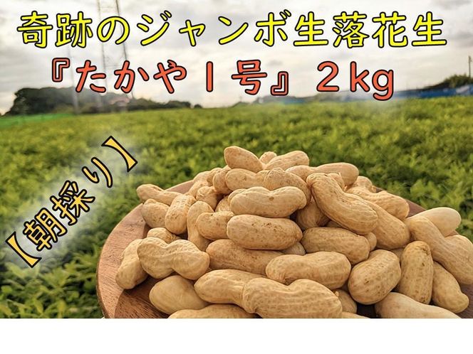 【朝採り】新・奇跡のジャンボ生落花生「たかや１号」約２kg 232238_BQ01-PR