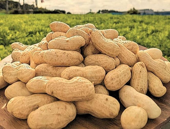 ＜10月より発送＞【朝採り】新・奇跡のジャンボ生落花生「たかや１号」約２kg 232238_BQ01-PR