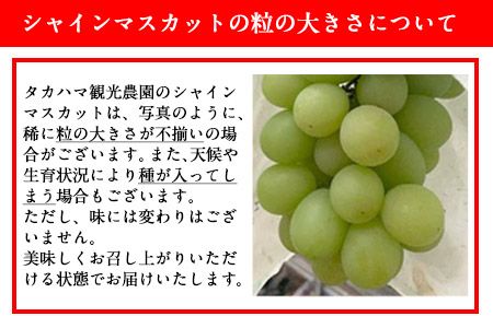 熊本県大津町産 タカハマ観光農園の 朝採れ シャインマスカット 約1kg 1～2房《8月上旬-10月末頃出荷》熊本県 大津町 ブドウ 葡萄 ぶどう シャインマスカット 果物 くだもの スイーツ フルーツ デザート ギフト 種なし クール便 送料無料---oz_thm_4_1000g---