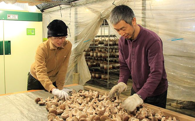 【2025年11月頃から発送】芯まで美味しい肉厚しいたけ