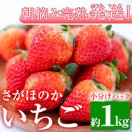 【0123903a】朝摘み完熟発送！牧内農園のさがほのか(4パック・約1kg) 苺 イチゴ フルーツ 果物 果実 数量限定 期間限定【牧内農園】