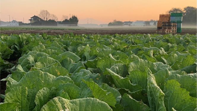 【国産素材】生産量日本一！総重量1250g！ 八千代町の白菜を使った ジューシー白菜餃子 50個（冷凍）ぎょうざ 冷凍餃子 惣菜 中華 点心 お取り寄せ ギョーザ ギョウザ 小分け おつまみ [BN005ya]