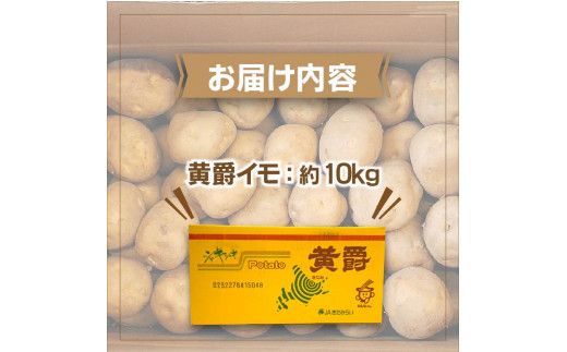 【予約：2024年10月中旬から順次発送】北海道 JAきたみらい「黄爵(とうや)いも」10kg ( 期間限定 野菜 芋 )【005-0013-2024】