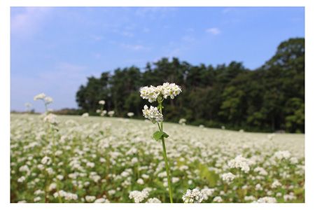 「会津のかおり」蕎麦粉800g（蕎麦ガレット用のサラサラ製粉）