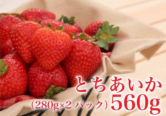 [2024年12月下旬から順次発送] 完熟朝摘み とちあいか 280g×2パックセット｜いちご 苺 イチゴ とちあいか フルーツ 果物 産地直送 先行予約 [0594]