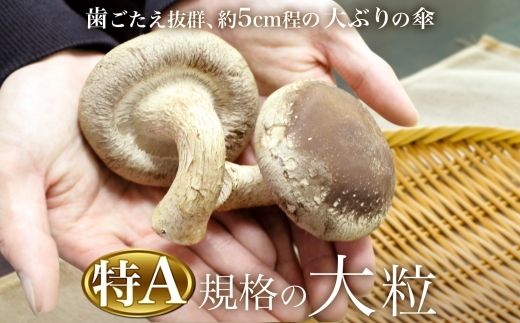 1803. しいたけ 特A 秀品 2パック 計500g 摩周美人 シイタケ 椎茸 生しいたけ きのこ キノコ 菌床栽培 大粒 肉厚 BBQ バーベキュー 送料無料 北海道 弟子屈町 5000円