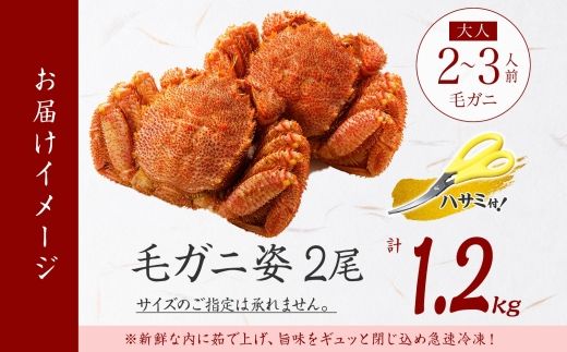 3335. 毛蟹 2尾 計1.2kg前後 食べ方ガイド・専用ハサミ付 カニ かに 蟹 海鮮 ボイル 送料無料 北海道 弟子屈町