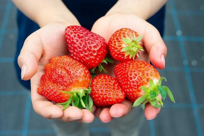 【数量限定】完熟朝摘みいちご 2種お届け★2025年12月下旬～発送★ 232238_A011-PR