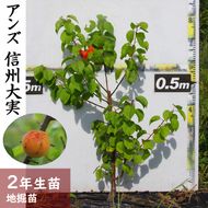 ＜すだ農園＞2年生 苗木◇アンズ(杏) 信州大実[地掘苗 2023年] ※2024年11月中旬～2025年4月頃に順次発送予定 ※北海道・沖縄・離島への配送不可