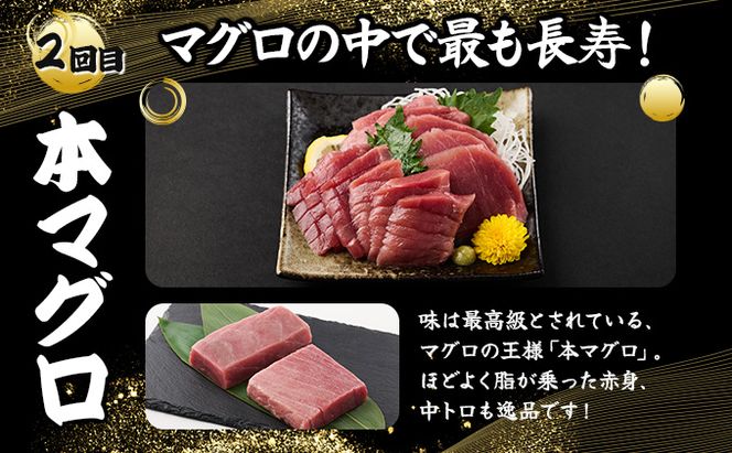 室戸屋誉丸の厳選マグロ（赤身・中トロ）を定期便で食べ比べ！【３回お届け】mh019