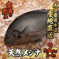 天然 メジナ (約2kg・計2-4枚) 直送 産直 漁師 魚 鮮魚 天然 メジナ グレ 寒グレ 目近魚 白身魚 獲れたて 刺身 煮つけ 塩焼き 冷蔵 豊後水道 大分県 佐伯市 愛海の恵み【CS11】【 (有)丸昌水産】