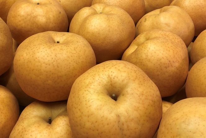 【先行予約／数量限定50】【訳あり】新興梨 優品 3kg（5～9玉入り）（2026年10月上旬～発送）　SF00044