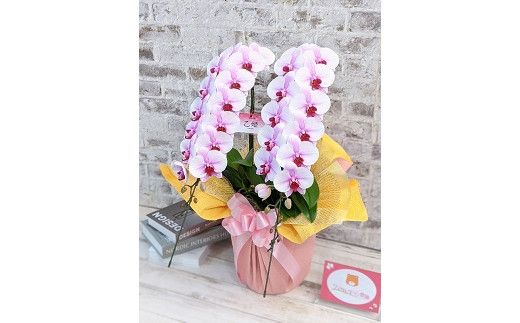 C017 【農林水産大臣賞受賞品種】ミディ系ピンク胡蝶蘭！『乙姫（おとひめ）』2本立