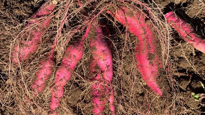 訳あり 無選別 熟成 農家直送 八千代町産 シルクスイート 生芋 約 10kg 農家直送 熟成 イモ 芋 いも おやつ デザート 秋 【 先行予約 2025年10月下旬以降発送 】 [AX035ya]