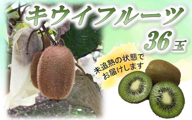 未追熟 キウイフルーツ 36玉（約3.6kg） + 傷み保証分2玉（約200g）_2302R