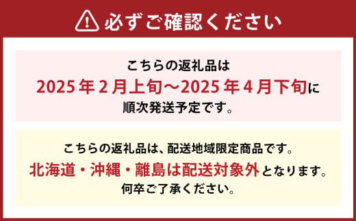 博多あまおう（春） 約250g～270g×2パック 計約500g～540g【2025年2月上旬～4月下旬発送予定】いちご 苺 イチゴ 果物 フルーツ