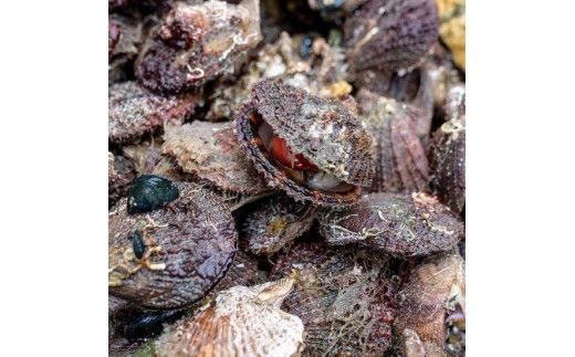 三陸アカザラ貝燻製 S 40g×4個セット【0tsuchi00339-202412】