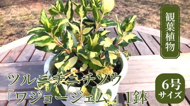 【 観葉植物 】 ツルニチニチソウ 「 ワジョージェム 」 1鉢 ( 6号サイズ ) ガーデニング 室内 植物 花 鉢 緑 [AM132us]