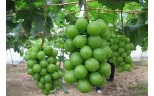 D3-05 至極の果実　おおいたのシャインマスカット2kg