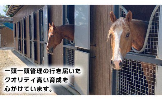 乗馬体験１回コース 乗馬 レッスン 見学 初心者 日帰り 体験 馬 チケット[CJ001us]