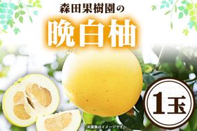 森田果樹園の晩白柚 1玉 森田果樹園《12月中旬-2月末頃出荷》果物 フルーツ サボン 熊本---hkw_mtk_4_1t---