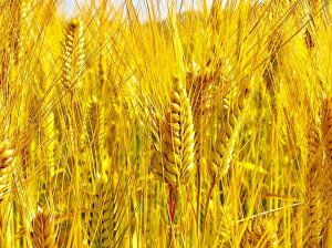 ＜京都・一乗寺ブリュワリー＞【受注生産】クラフトビール 4本セット「亀岡ハーベストブリュー＆一乗寺スタウト」≪ビール 地ビール セット 京都 飲み比べ≫