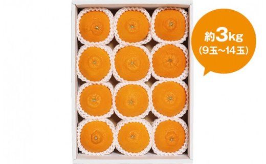 【厳選手選別】 たなか農園 有田のしらぬひ 約3kg（9玉～14玉）BU09