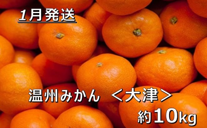 【1月中発送】【JAかながわ西湘】濃厚な甘さが自慢の「温州みかん（大津）」10kg