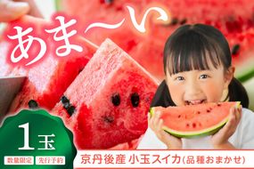【先行予約】みんな大好き！甘～ぃ！シャリ美味！！京丹後産小玉スイカ！！1玉（ひとりじめ、姫甘泉、ひめまくら、砂丘たまごから1種類）（2026年7月上旬～発送）　YK00532