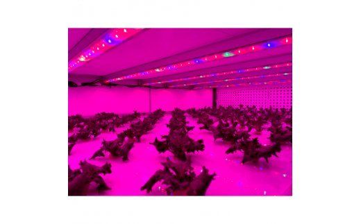 埼玉県春日部市豊野町産　植物工場野菜 セットA（AH001-1）