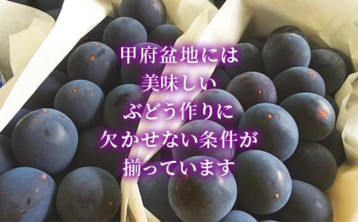 【JA職員厳選】【2025年先行予約】富士川町産巨峰（ピオーネ）4-6房（約2kg） ぶどう 葡萄 ブドウ 種なし 大粒 山梨県産 フルーツ 果物 くだもの 産地直送 富士川町