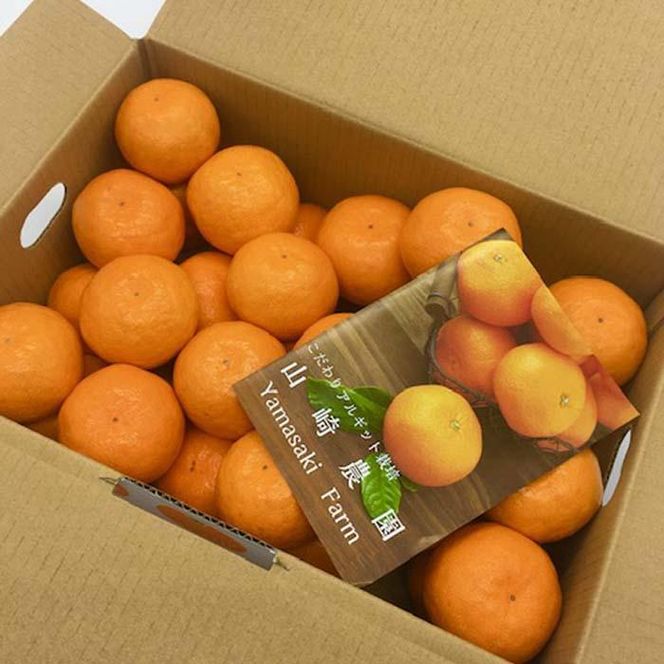 完熟 アルギット みかん 3kg S ～ M サイズ | 年内発送 可 先行予約 みかん 有田みかん 甘い おいしい ジューシー 皮 薄い 完熟 期間限定 フルーツ 果物 人気 おすすめ 高級 こだわり ギフト 旬 お取り寄せ 送料無料 和歌山 DT003
